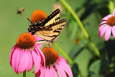 A View of a Butterfly Stock Photos