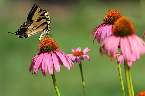 A View of a Butterfly Stock Photos