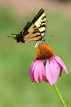 A View of a Butterfly Stock Photos