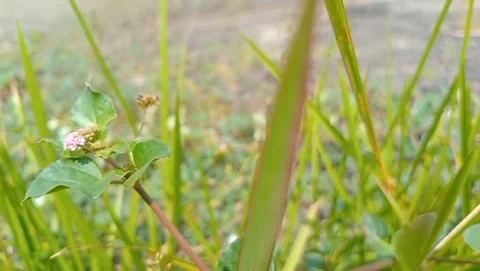 View of button grass with small round flowers. Stock-Footage 331703464