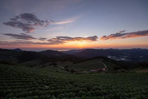 A view of a cabbage field that filled the mountains Stock Photos