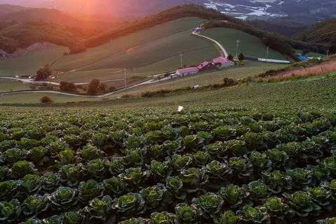 A view of a cabbage field that filled the mountains Foto stock