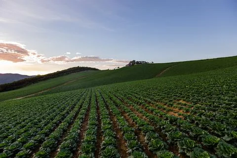 A view of a cabbage field that filled the mountains Stock Photos