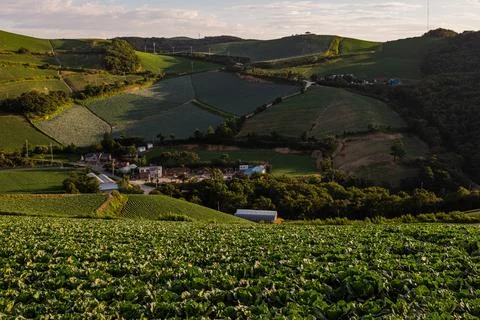 A view of a cabbage field that filled the mountains Stock Photos