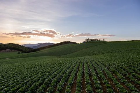A view of a cabbage field that filled the mountains Stock Photos