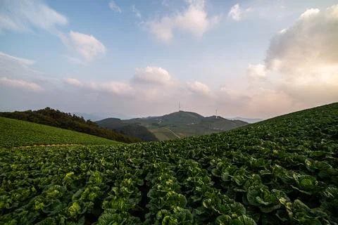 A view of a cabbage field that filled the mountains Stock Photos