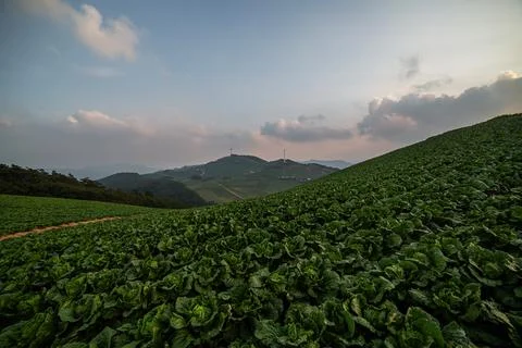A view of a cabbage field that filled the mountains Stock Photos