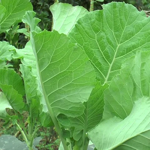 A view of cabbage vegetables Stock Footage 236529153