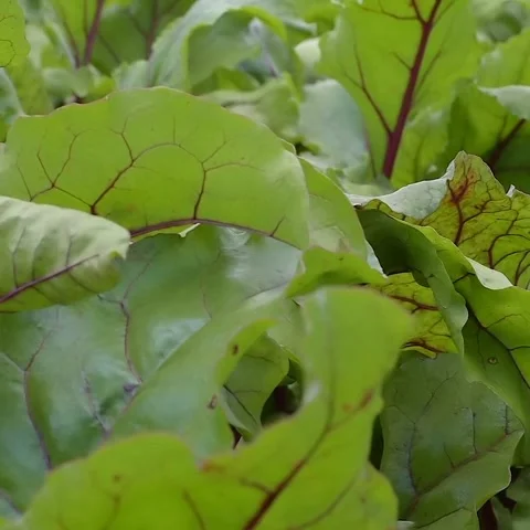 A view of cabbage vegetables Stock Footage 236529182