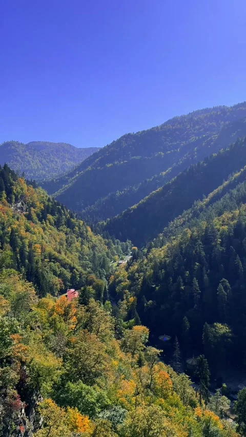 View from cable car cabin to Borjomi mountains, forest, tree Stock Footage 295695366