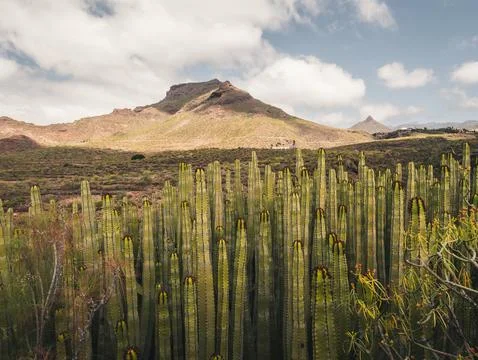 View of cacti and mountain in background in Roque del Conde,  Tenerife. Stock Photos