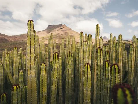 View of cacti and mountain in background in Roque del Conde,  Tenerife. Foto stock