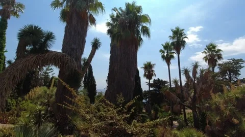 View of cacti and then palm trees in Jardí Botànic Marimurtra in Blanes Stock Footage 249833740