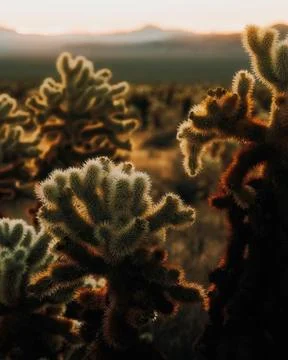 View of cactus on the beach Stock Photos