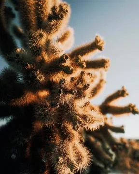 View of cactus in the desert Stock Photos