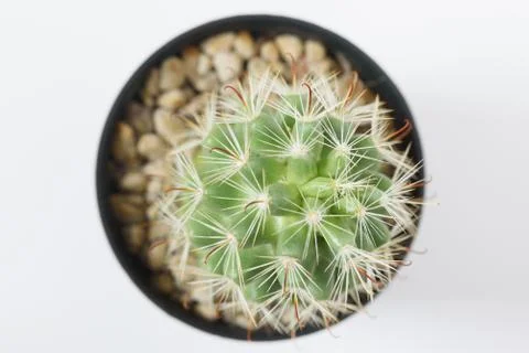 View of cactus in flowerpot on white background Stock Photos