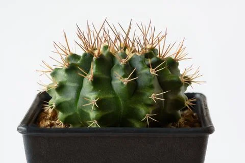 View of cactus in flowerpot on white background Stock Photos