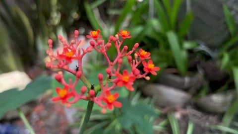 The view of the cactus flowers Stock Footage 233654167