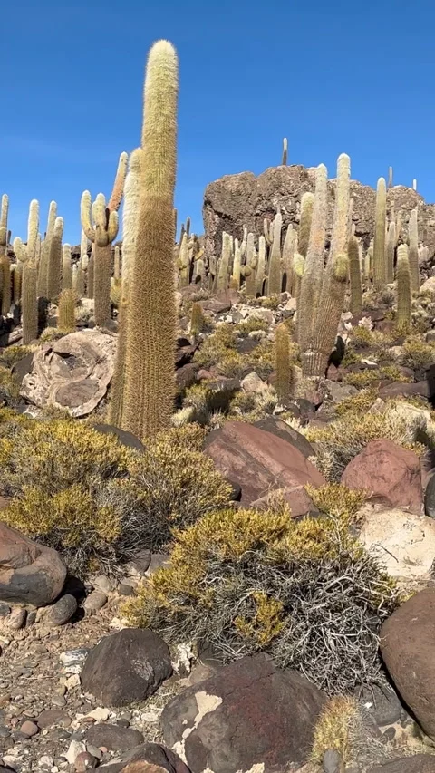 A view of the cactus forest in the Salar de Uyuni region of Bolivia Stock Footage 312885093
