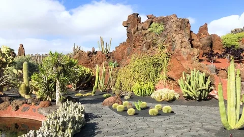 View of cactus garden, jardin de cactus in Guatiza, Lanzarote, Canary Islands, Stock Footage 100262944