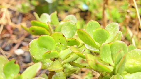 The view of the cactus leaves Stock Footage 233654458