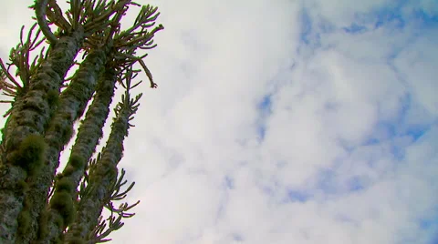 View of cactus in ranch Stock Footage 54591013