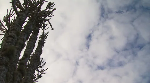 View of cactus in ranch Stock Footage 54591257