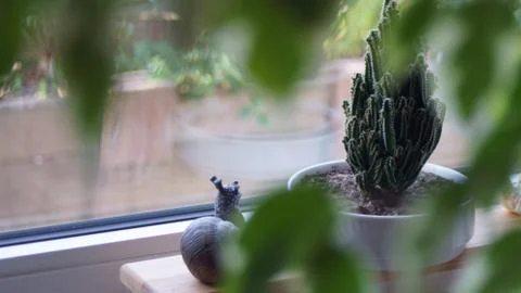 View of a cactus at the window Stock-Fotos