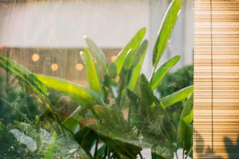The view from the cafe window at the palm tree banana leaves Foto stock