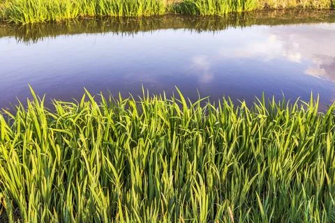 View of calm river surrounded by lush green reeds reflecting sky and clouds. Фото