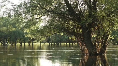View of the calm river water 스톡 동영상 76013806