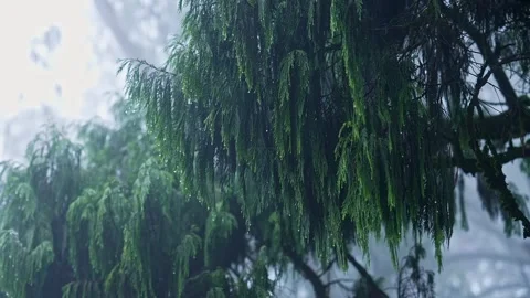 View of calm scenic environment with dense green foliage and sparkling rain.. Stock Footage 339650269