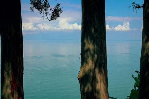 View of calm sea between tree trunks under blue sky Stock Photos