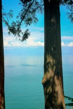 View of calm sea through tree trunks and green branches Stock Photos