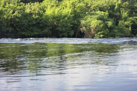 The view of the calm water between the trees. Nice illustration for nature co Stock Photos