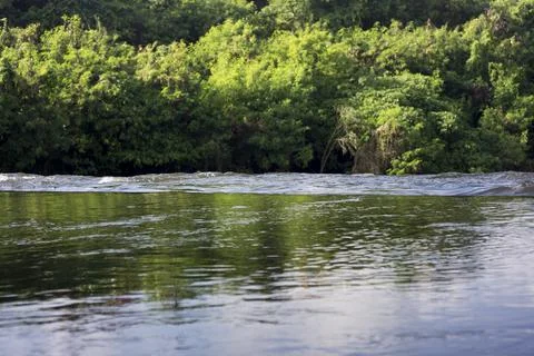 The view of the calm water between the trees. Nice illustration for nature co Stock Photos