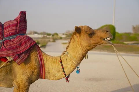 View of a camel by the beach Stock Photos