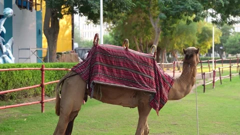 View of a camel in a lush Dubai park Stock Footage 321276850