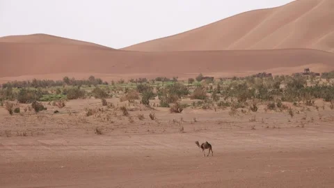 View of a camel in the Sahara Desert, Morocco. Video stock 343682659