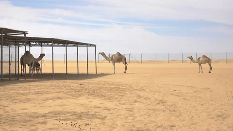 View to camel's corral Stock Footage 86432756