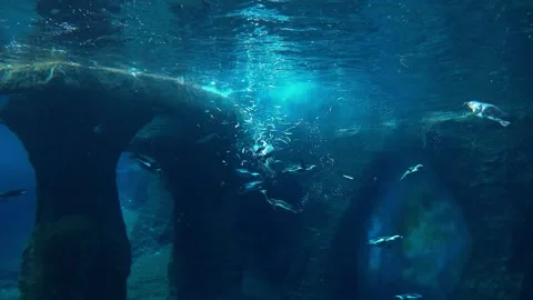 View of the camera under water. Penguins swim and eat fish. Stock Footage 150895435