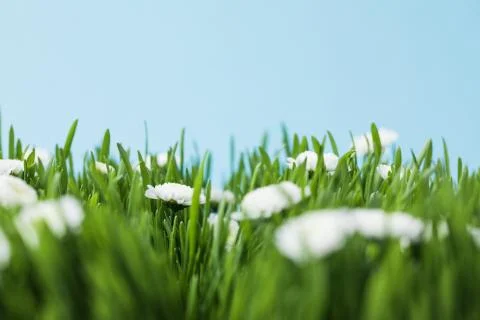 View of camomiles and grassplot isolated on blue Stock Photos