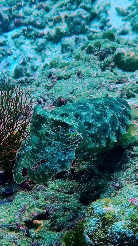 View of a camouflaged cuttlefish on a coral reef, Indonesia. Stock Footage 340642449