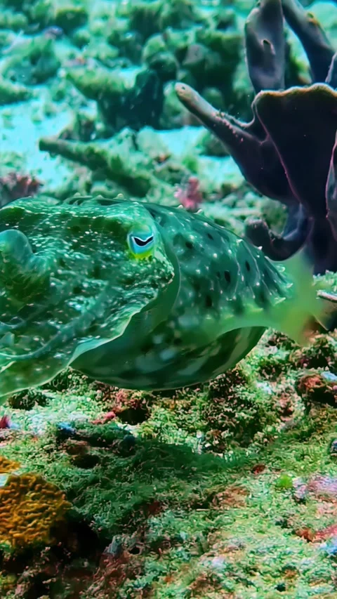 View of a camouflaged cuttlefish on a coral reef in Indonesia. Stock Footage 340642487