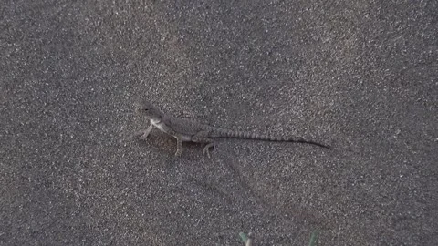View of a camouflaged lizard blending seamlessly into, stock footage. Stock Footage 304936351