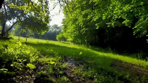 View from a camping site, trees, oe01 Stock Footage 116827757