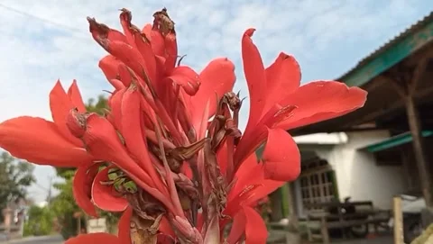 The view of the cana flower has large petals Stock Footage 319374469