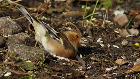 View of canaries Stock Footage 236697687