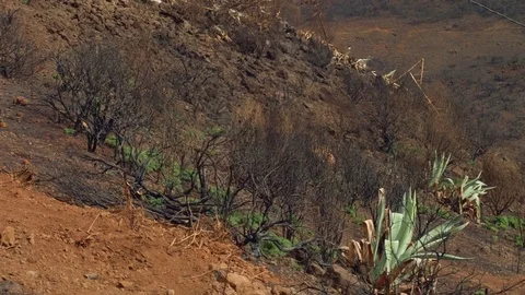 View of canary pines after onflagration in mountains of canaries Stock Footage 83491491