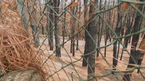 View of canary pines burnt in fire behind fence Stock Footage 83493603